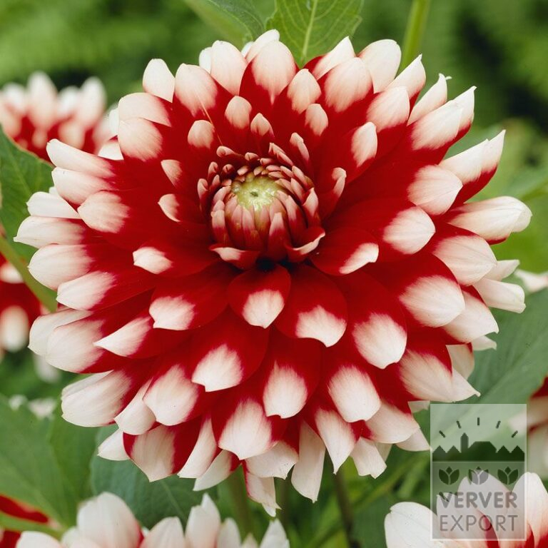 Dahlia 'Duet' (22073)