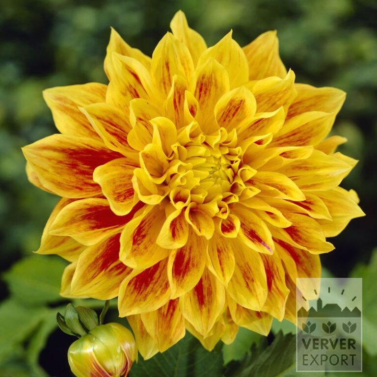 Dahlia 'Explosion' (22074)
