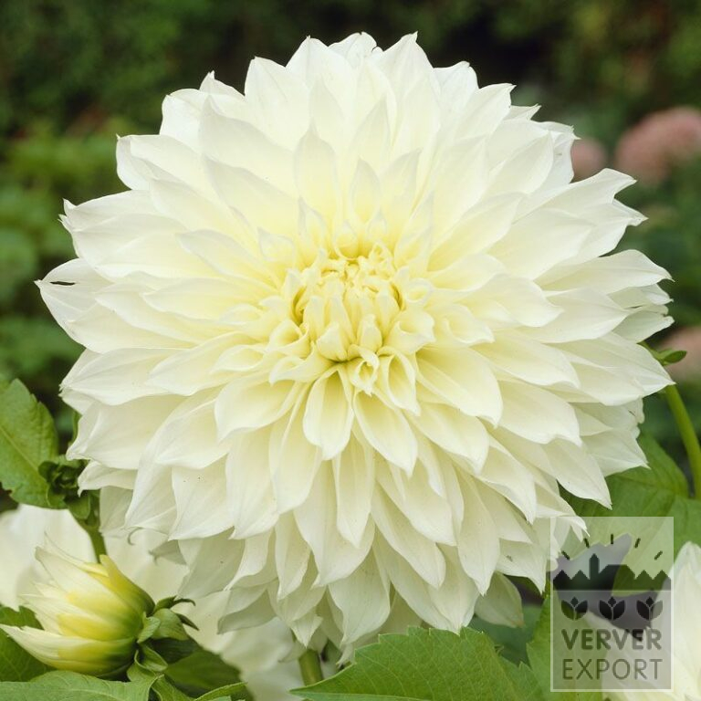 Dahlia 'Fleurel' (22075)