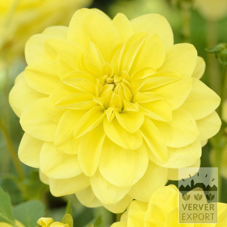 Dahlia 'Glorie van Heemstede' (22078)