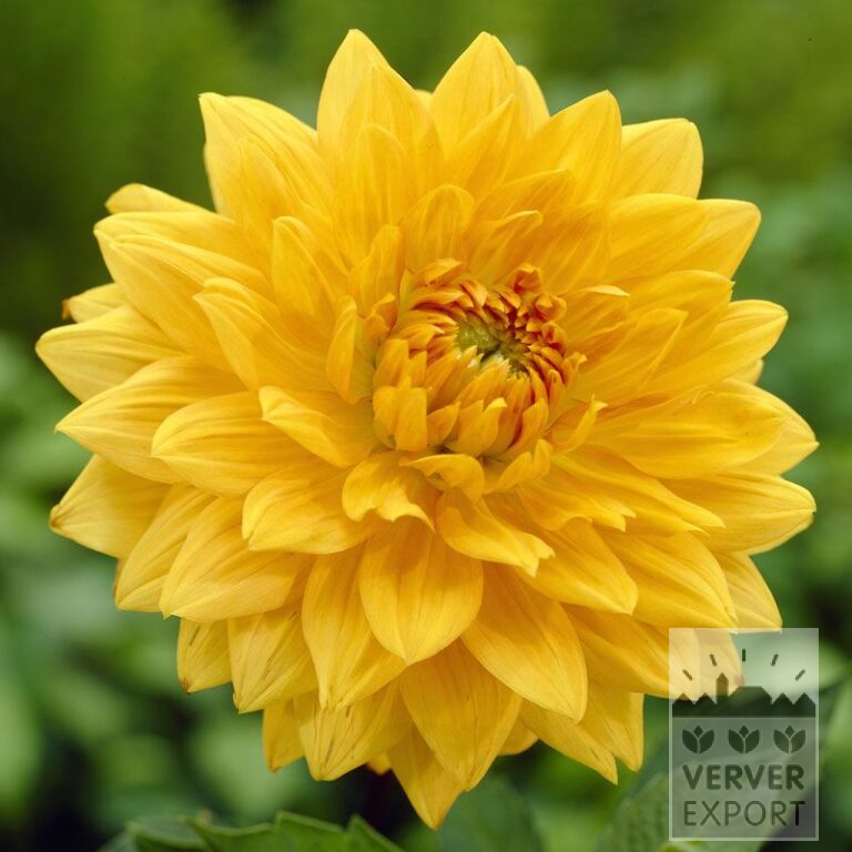 Dahlia 'Glorie van Noordwijk' (22079)