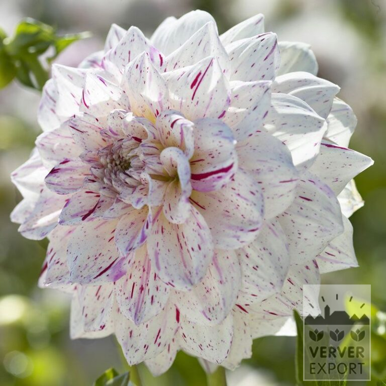 Dahlia 'Imagion' (22080)