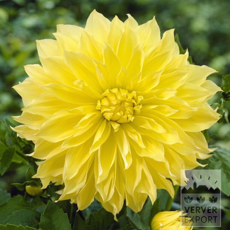 Dahlia op pot 'Kelvin Floodlight' (30034) - Afbeelding 2