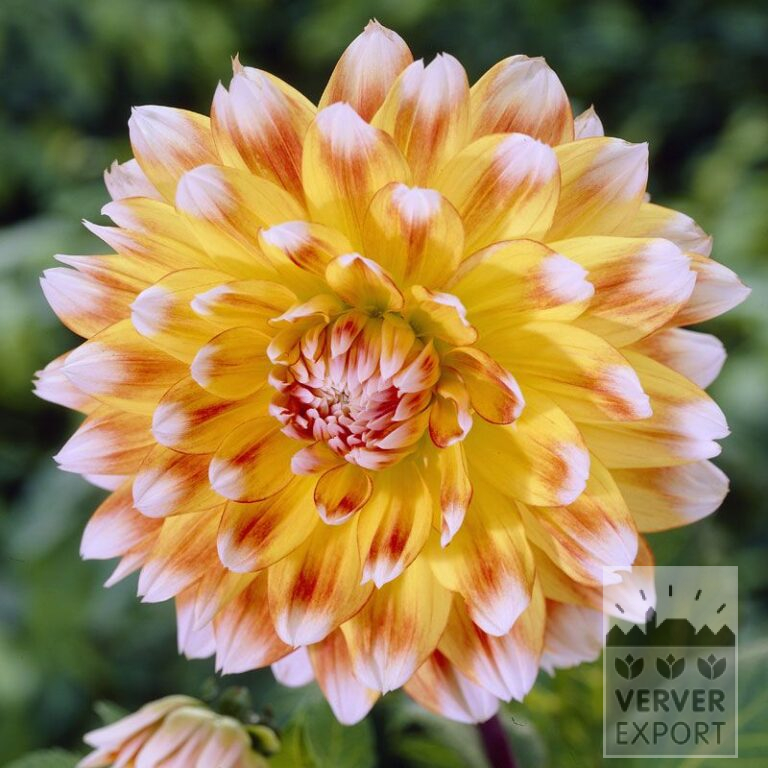 Dahlia 'Peaches and Cream' (22089)