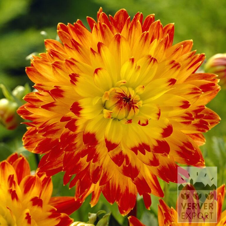 Dahlia 'Procyon' (22090)