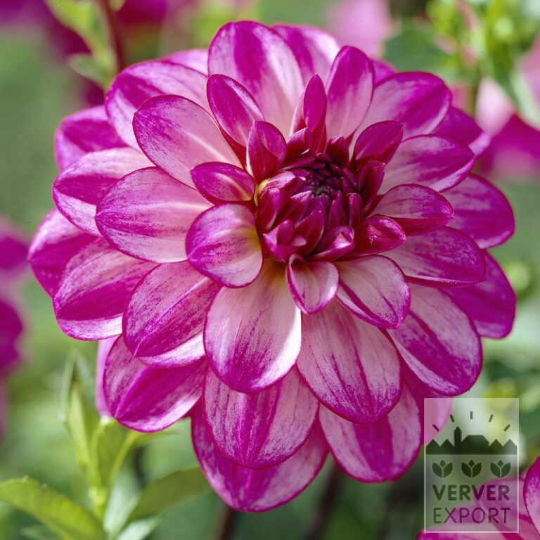 Dahlia 'Seduction' (22095)