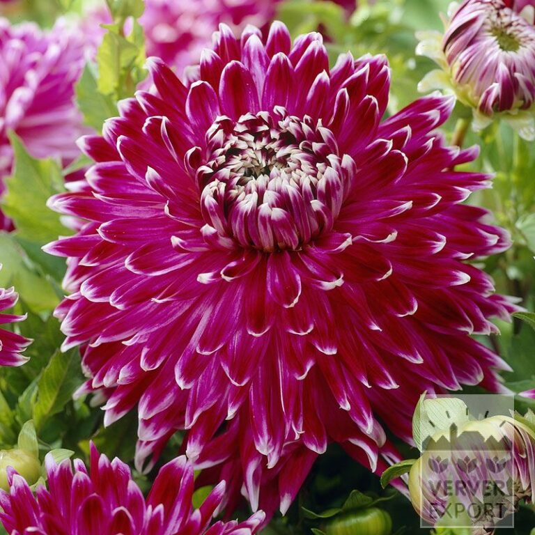 Dahlia 'Vancouver' (22096)