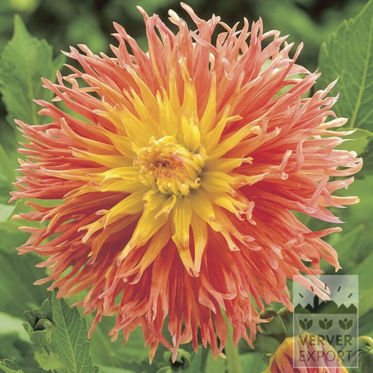Dahlia 'Fringed Star' (22100)