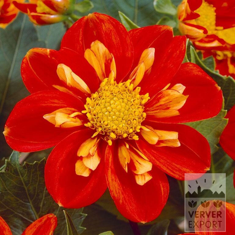Dahlia 'Alstergruss' (22106)