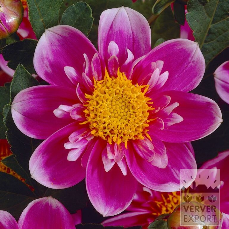 Dahlia 'Hartenaas' (22109)