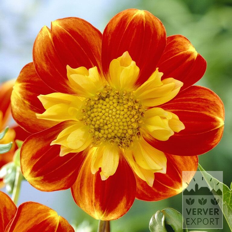 Dahlia 'Pooh' (22111)