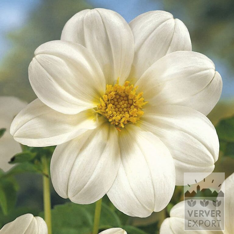 Dahlia 'Sneezy' (22114)