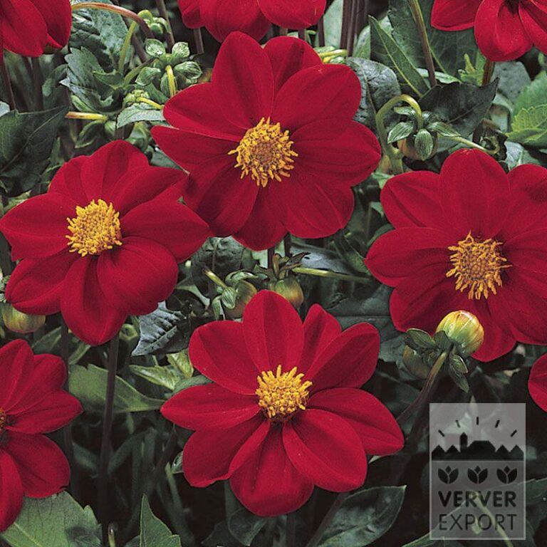 Dahlia 'Roodkapje' (22115)