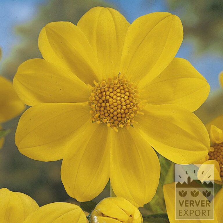 Dahlia 'Yellow Sneezy' (22117)