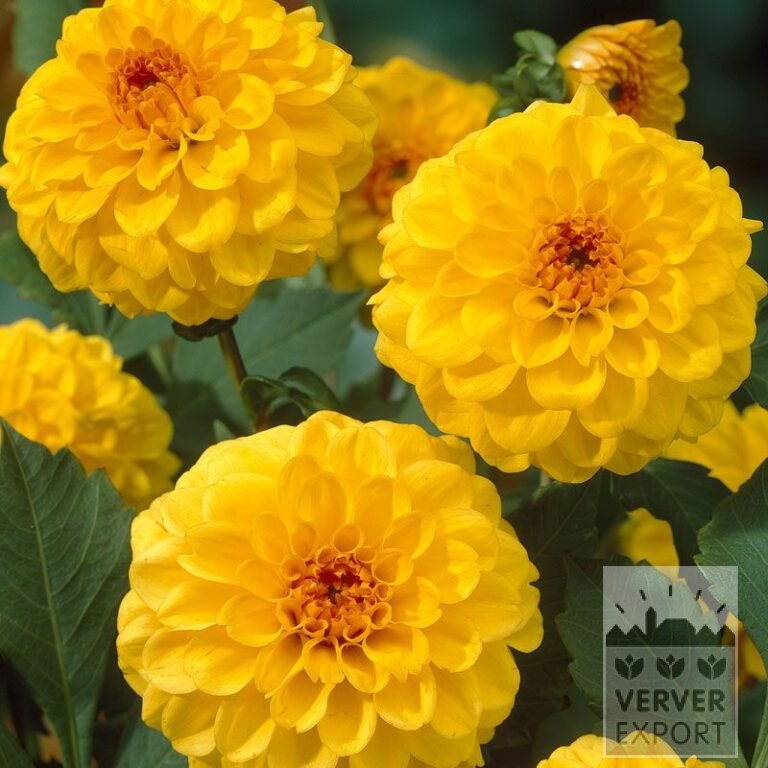 Dahlia 'Golden Scepter' (22121)