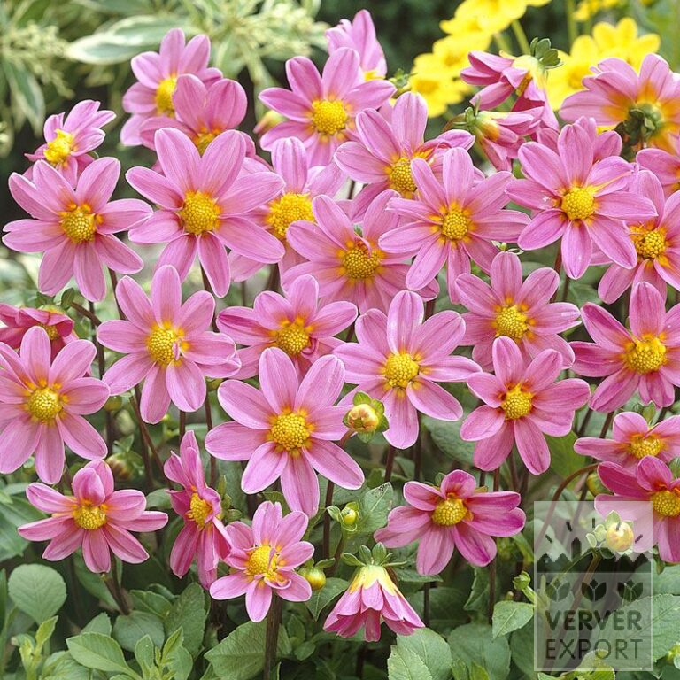 Dahlia 'Bonne Esperance' (22127)