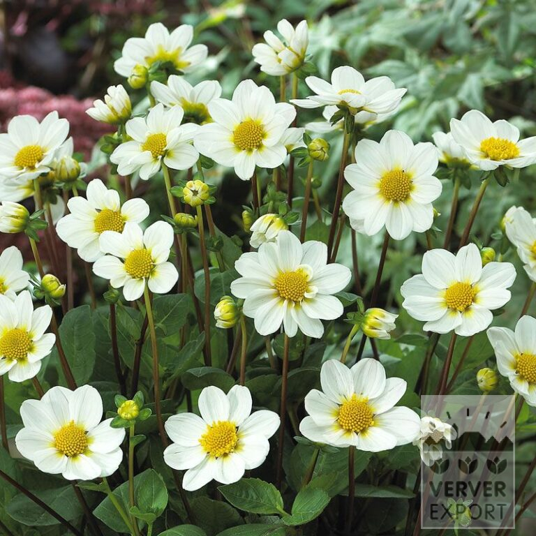 Dahlia 'Daniella' (22128)