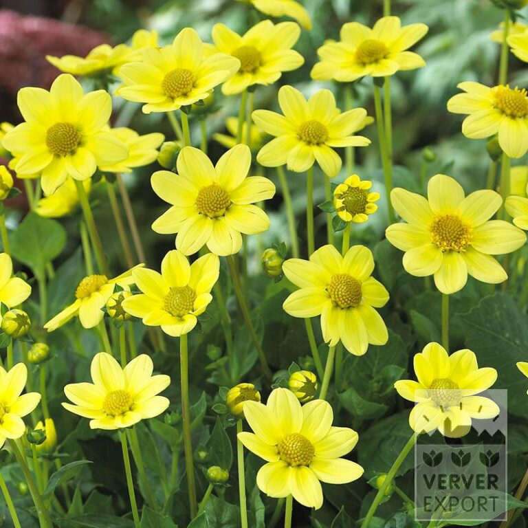 Dahlia 'Facet' (22129)