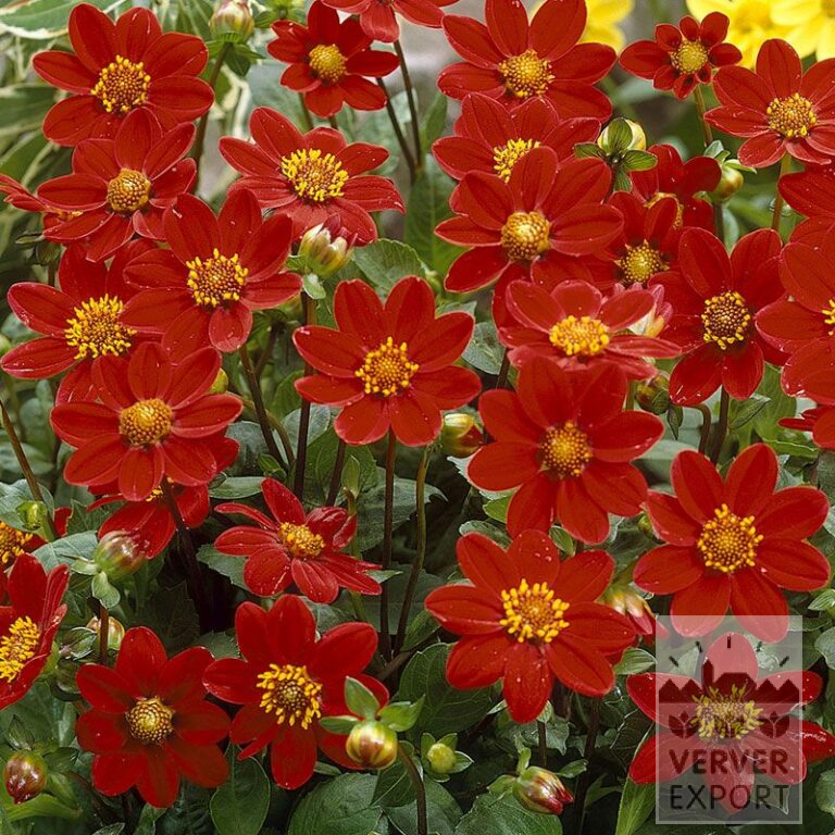 Dahlia 'Reddy' (22130)