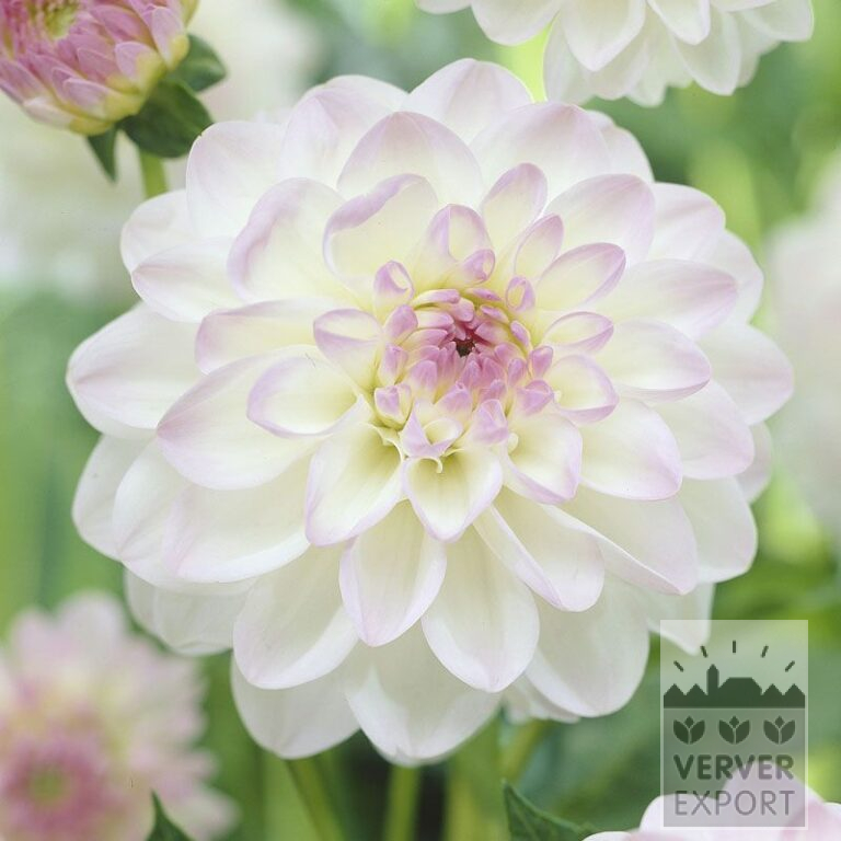 Dahlia 'Eveline' (22133)