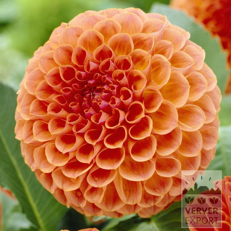 Dahlia 'Jowey Linda' (22136)