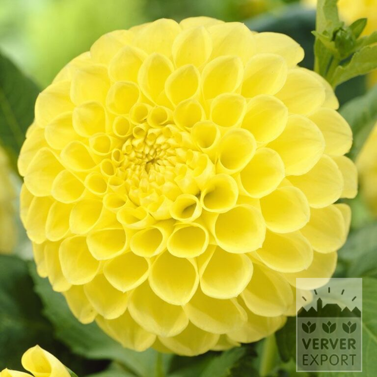 Dahlia 'Jowey Martina' (22137)