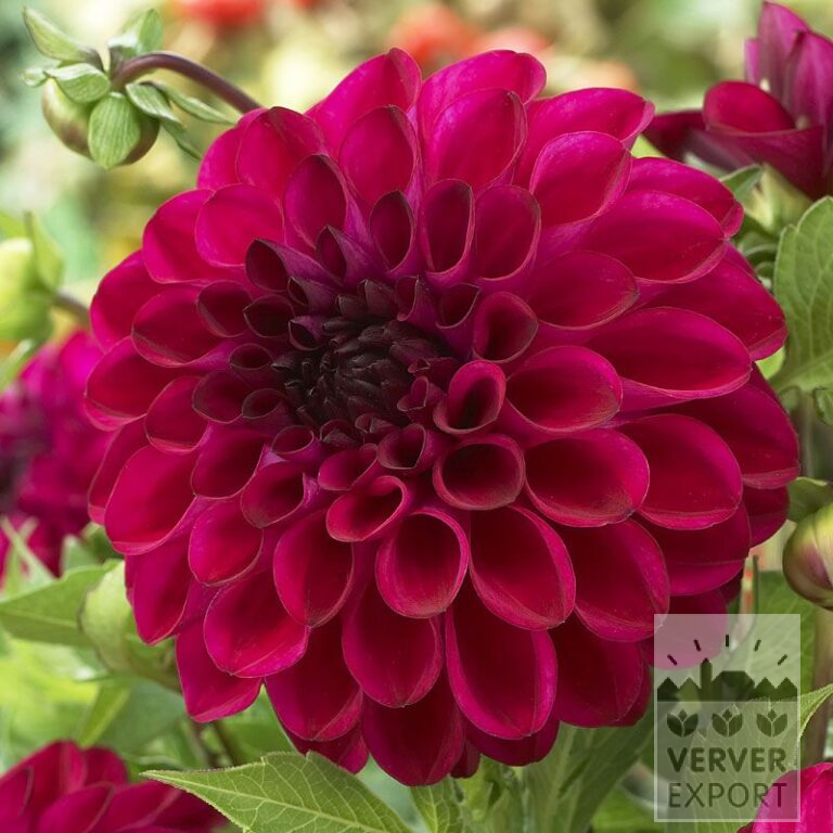 Dahlia 'Jowey Mirella' (22138)