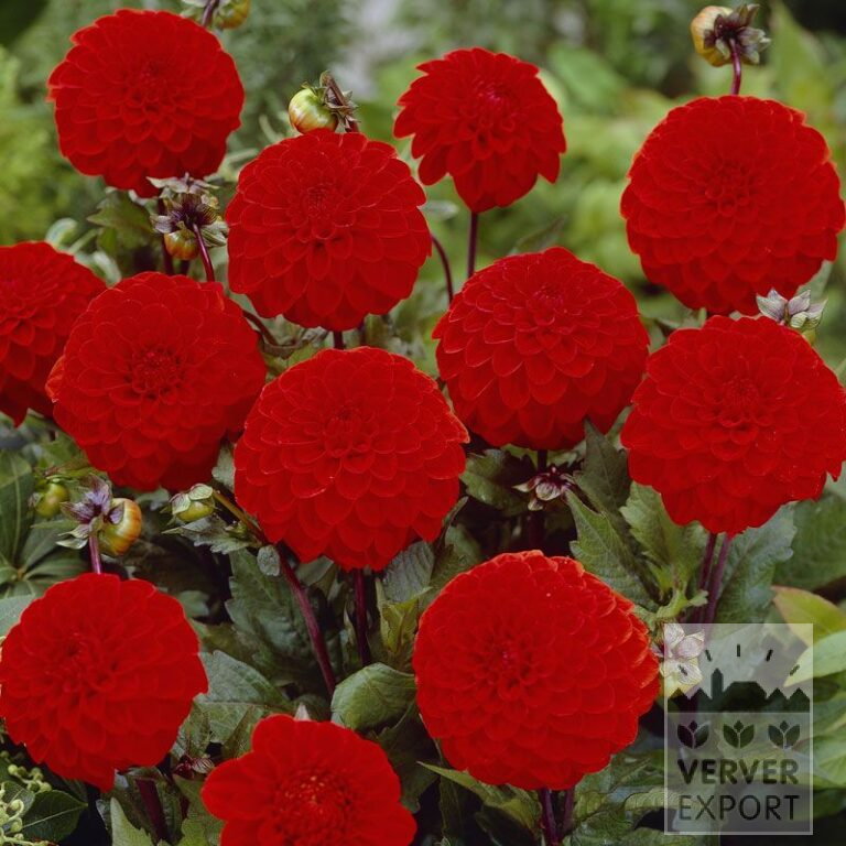 Dahlia 'Bolero' (22140)