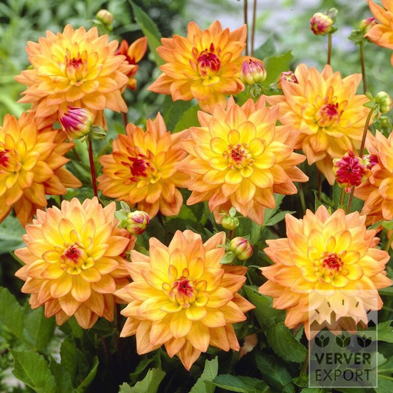 Dahlia 'Dora' (22141)