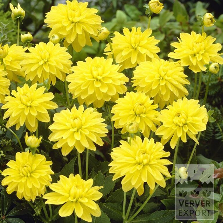 Dahlia 'Latin' (22143)