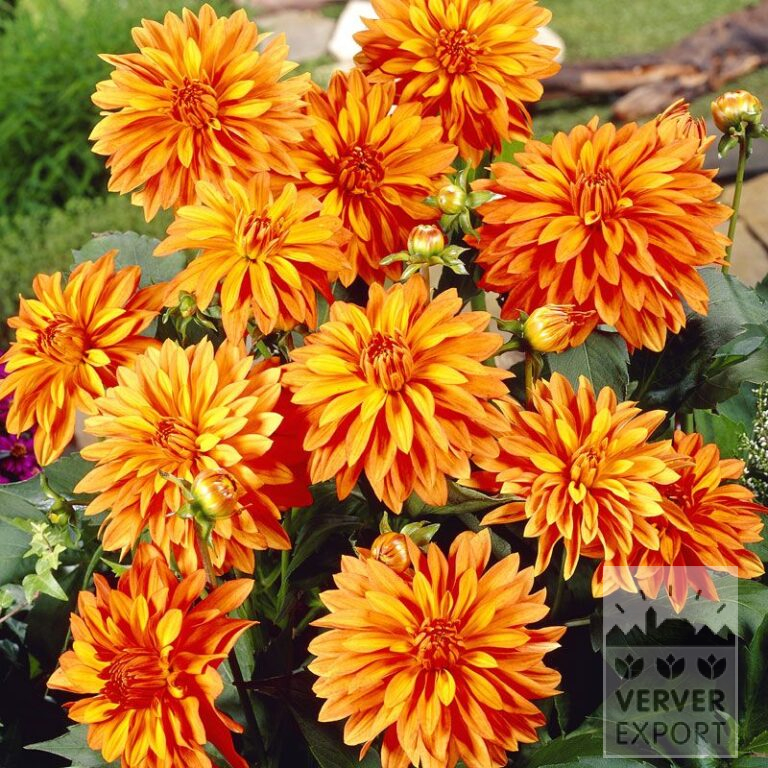 Dahlia 'Swing' (22144)