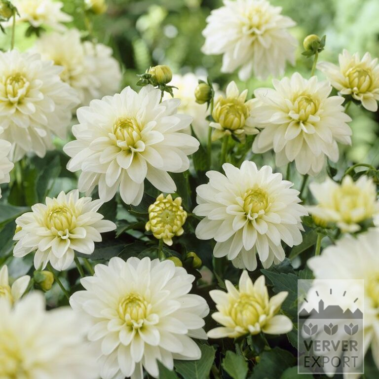 Dahlia 'Art Fair' (22145)
