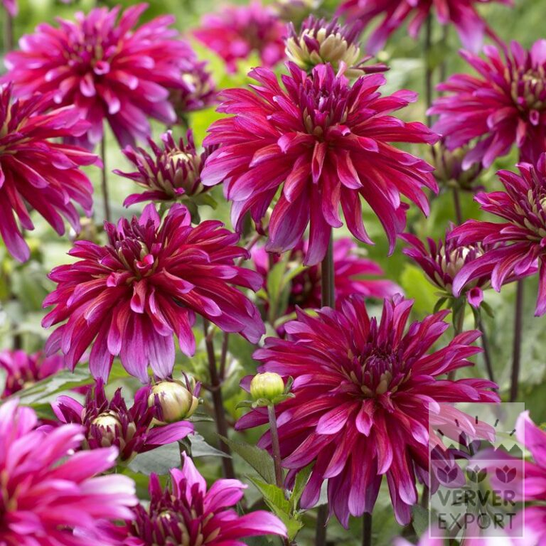 Dahlia 'Art Nouveau' (22146)