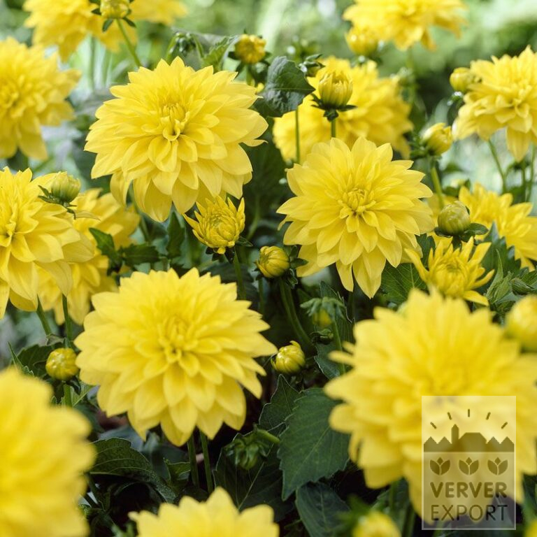 Dahlia 'Cézanne' (22147)