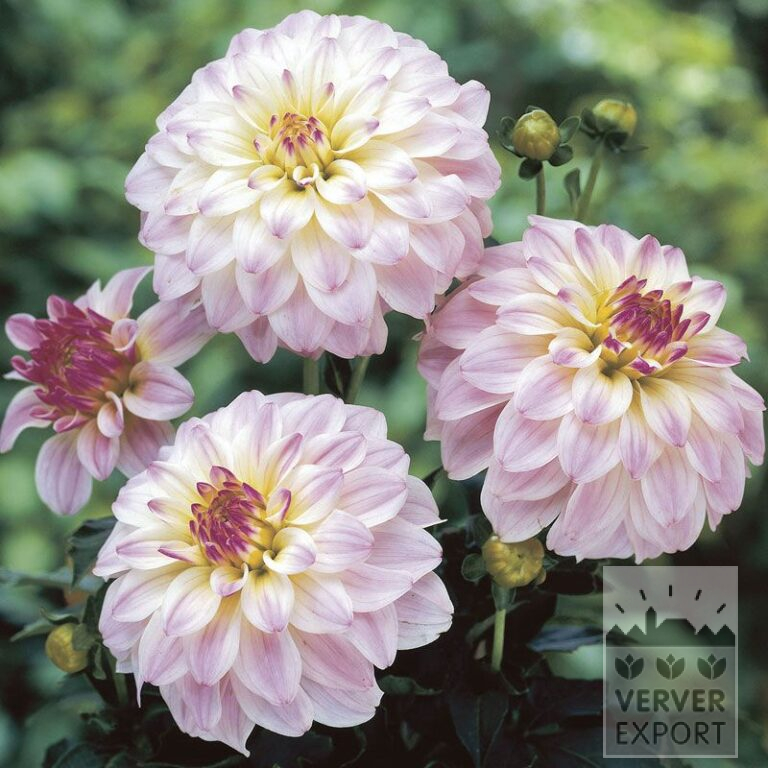 Dahlia 'Monet' (22149)