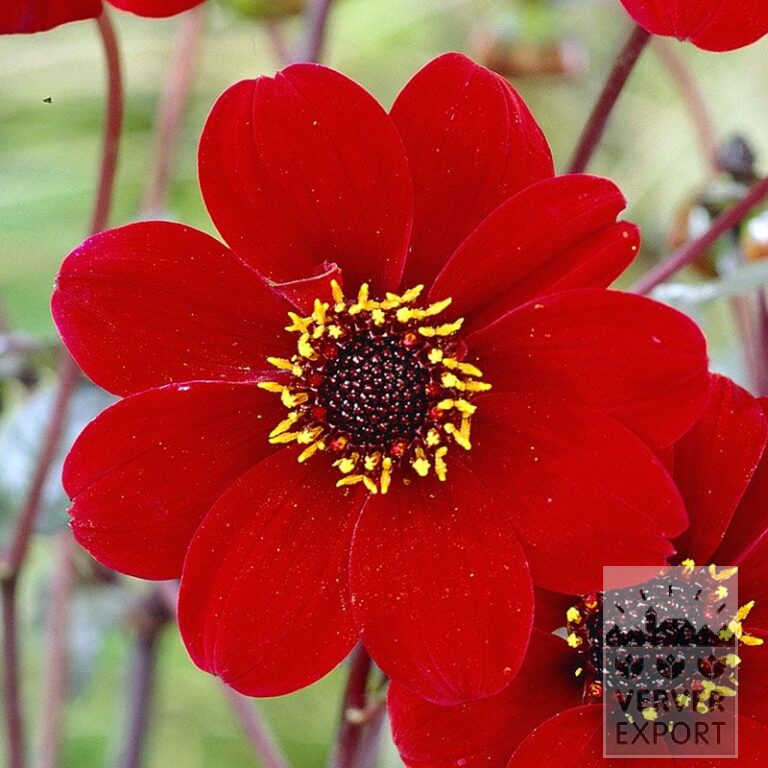 Dahlia 'Bishop of Auckland' (22155)