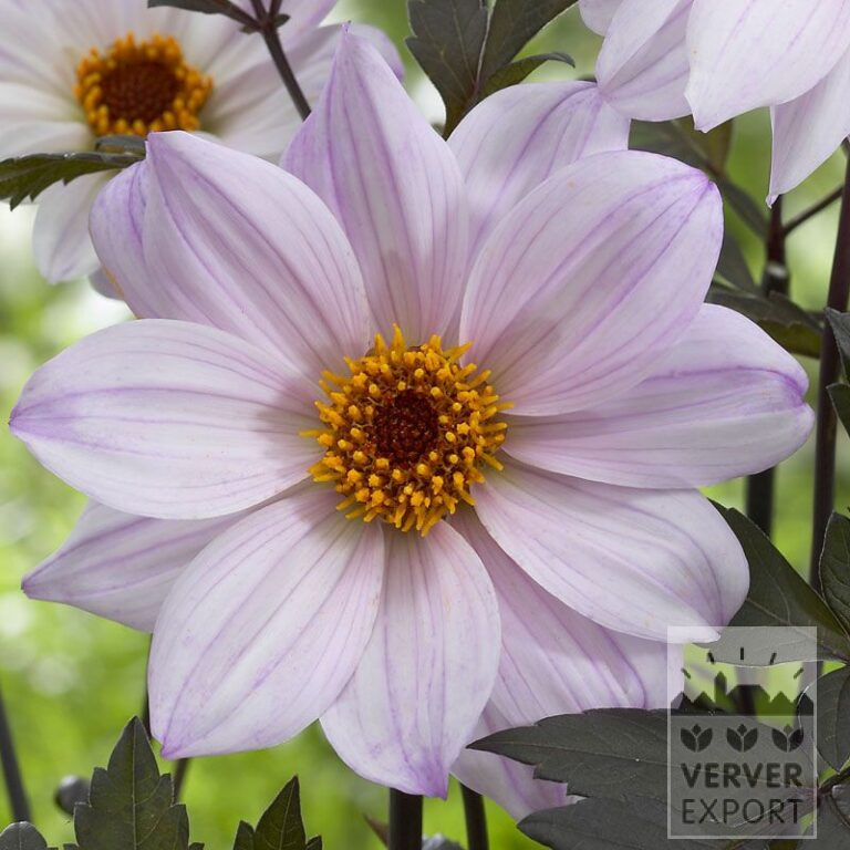 Dahlia 'Bishop of Leicester' (22158)
