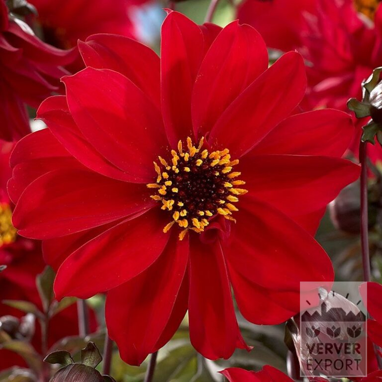 Dahlia 'Bishop of Llandaff' (22159)