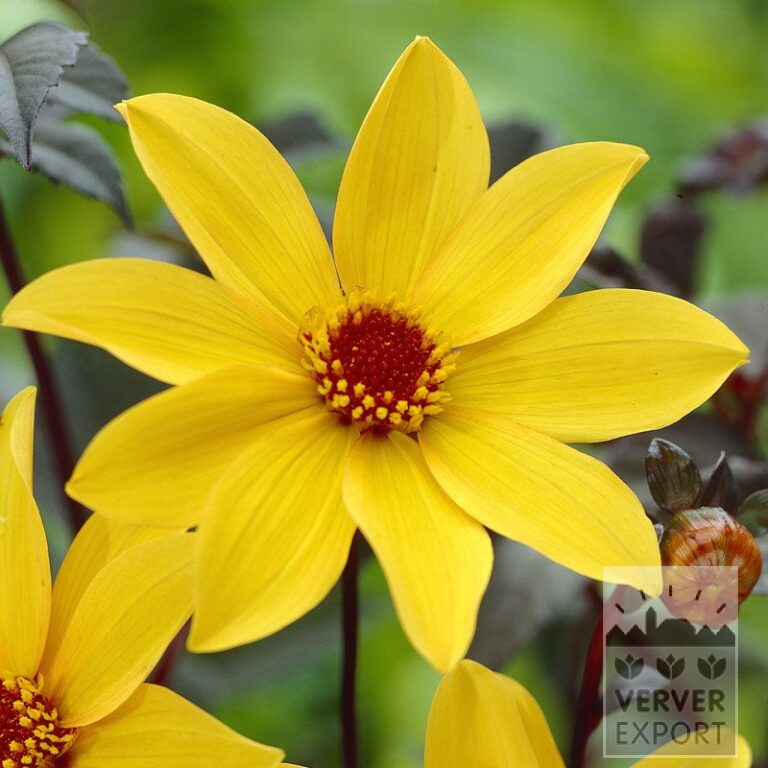 Dahlia 'Bishop of York' (22160)