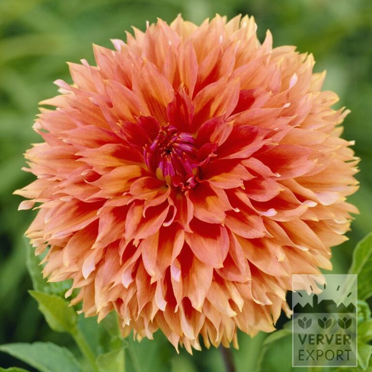 Dahlia Fubuki Orange (22162)
