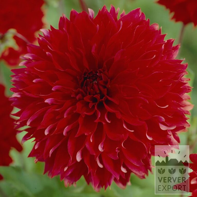 Dahlia Fubuki Rood (22163)