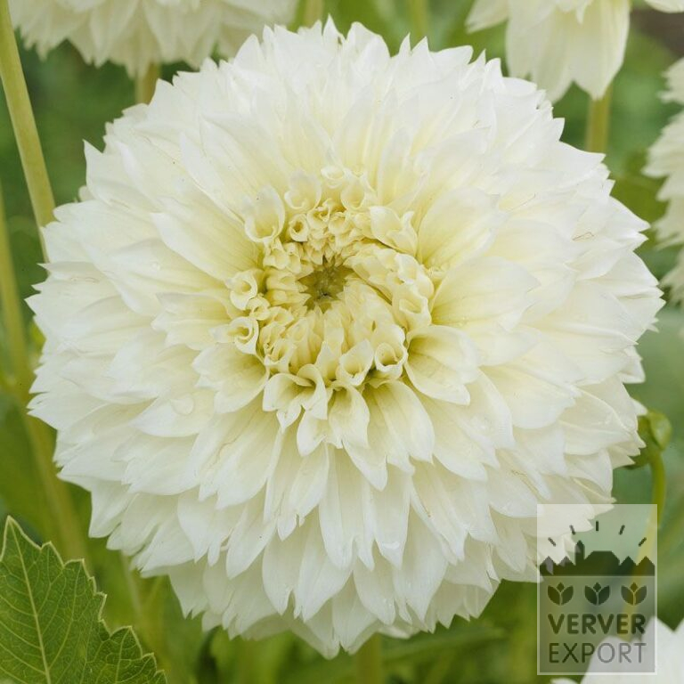 Dahlia 'Myama Fubuki' (22166)