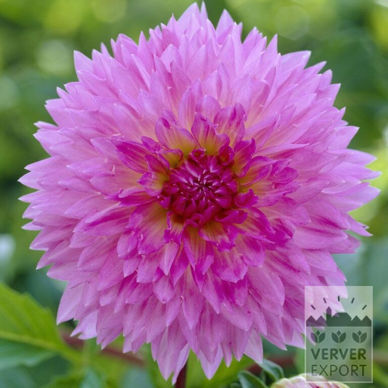 Dahlia 'Sakura Fubuki' (22168)