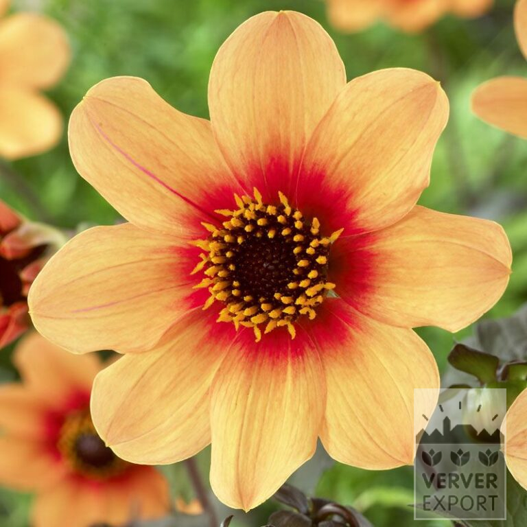 Dahlia 'Date' (22169)