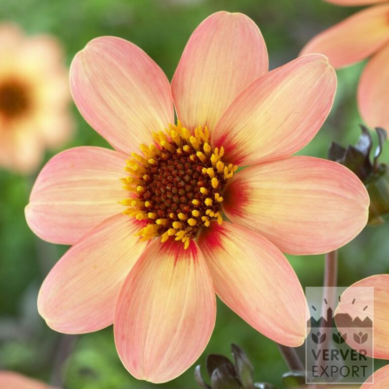 Dahlia 'First Love' (22170)