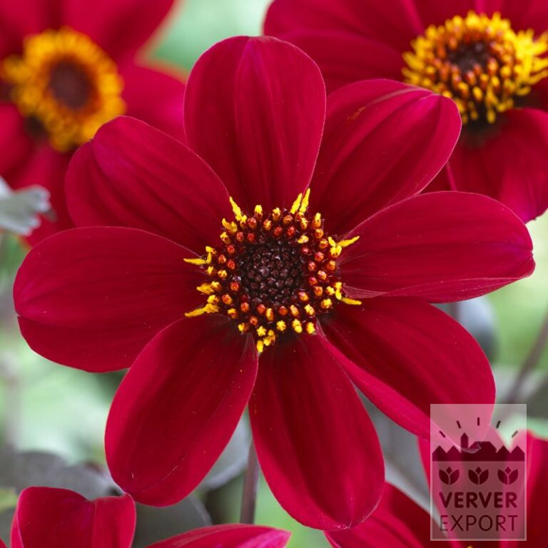 Dahlia 'Romeo' (22171)