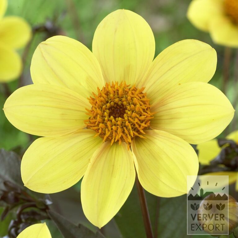 Dahlia 'Party' (22173)