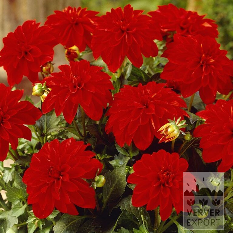 Dahlia 'Red Arizona' (22174)