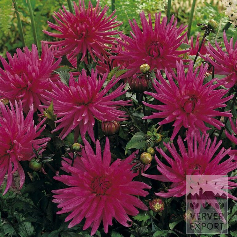 Dahlia 'Blue Record' (22176)