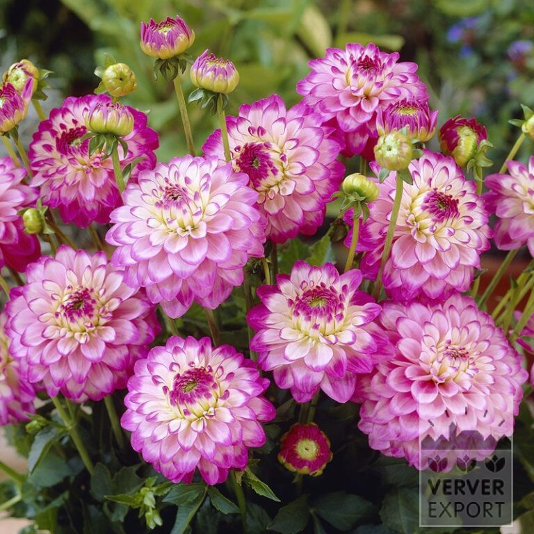 Dahlia 'Dixie' (22189)